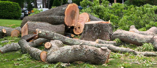 Professional Tree Care in Farr West, UT